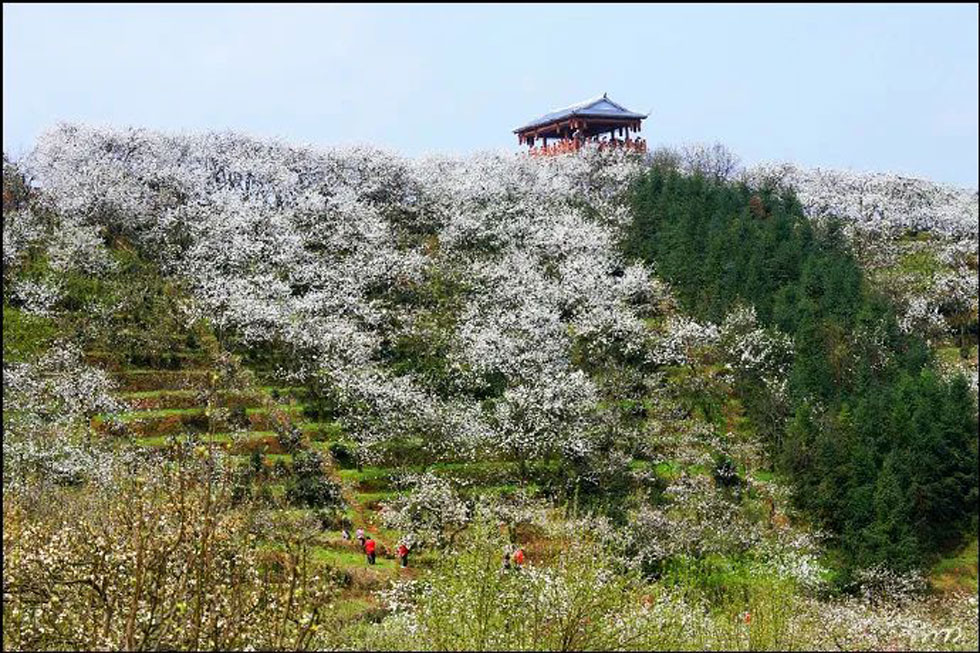 【春天，广西桂林灌阳县向您发出邀请！】我们在灌阳看梨花 - 游山玩水 - 长春生活社区 - 长春28生活网 cc.28life.net