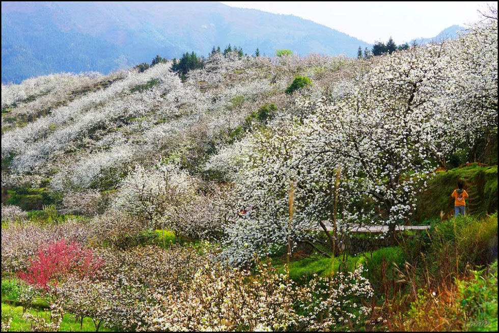 【春天，广西桂林灌阳县向您发出邀请！】我们在灌阳看梨花 - 游山玩水 - 长春生活社区 - 长春28生活网 cc.28life.net