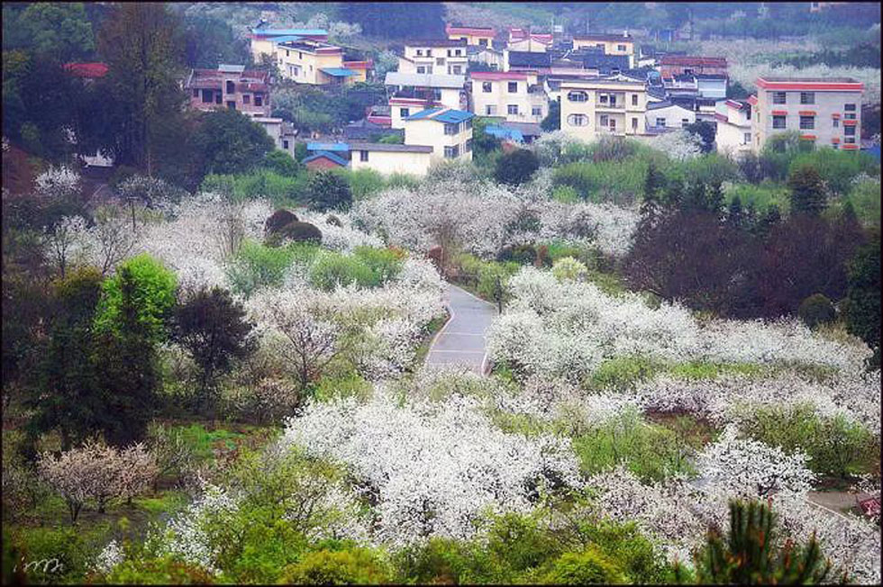 【春天，广西桂林灌阳县向您发出邀请！】我们在灌阳看梨花 - 游山玩水 - 长春生活社区 - 长春28生活网 cc.28life.net