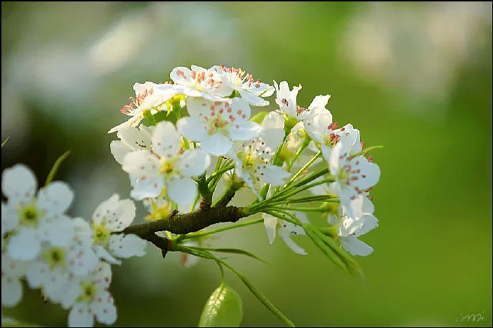 【春天，广西桂林灌阳县向您发出邀请！】我们在灌阳看梨花 - 游山玩水 - 长春生活社区 - 长春28生活网 cc.28life.net