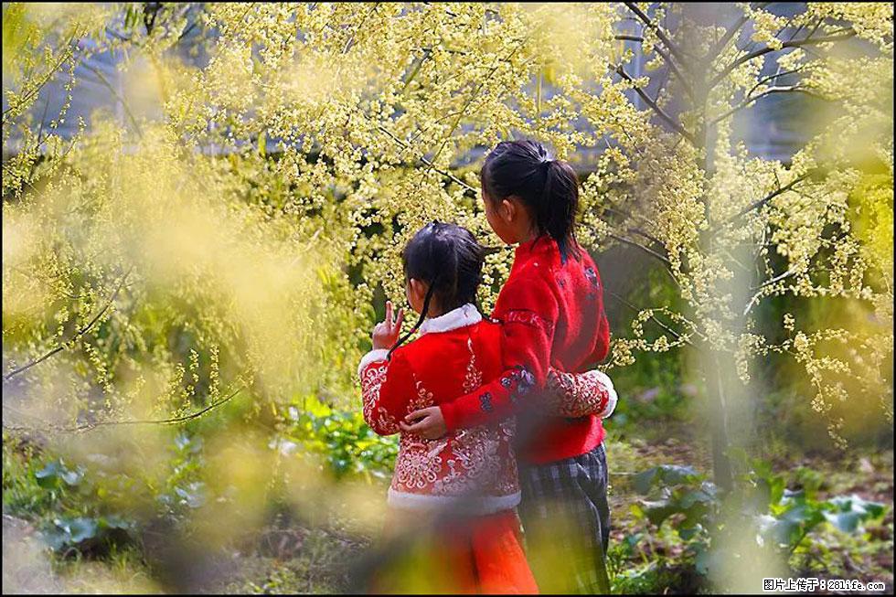 【春天，广西桂林灌阳县向您发出邀请！】米珠山前有片山苍子花在飘香 - 游山玩水 - 长春生活社区 - 长春28生活网 cc.28life.net