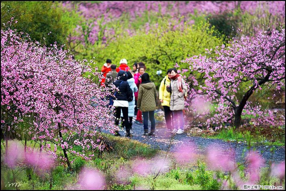 【春天，广西桂林灌阳县向您发出邀请！】官庄村有个醉美的桃花园 - 游山玩水 - 长春生活社区 - 长春28生活网 cc.28life.net