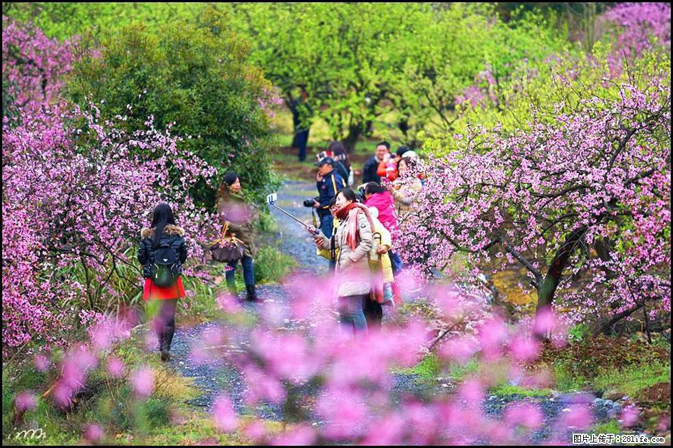 【春天，广西桂林灌阳县向您发出邀请！】官庄村有个醉美的桃花园 - 游山玩水 - 长春生活社区 - 长春28生活网 cc.28life.net