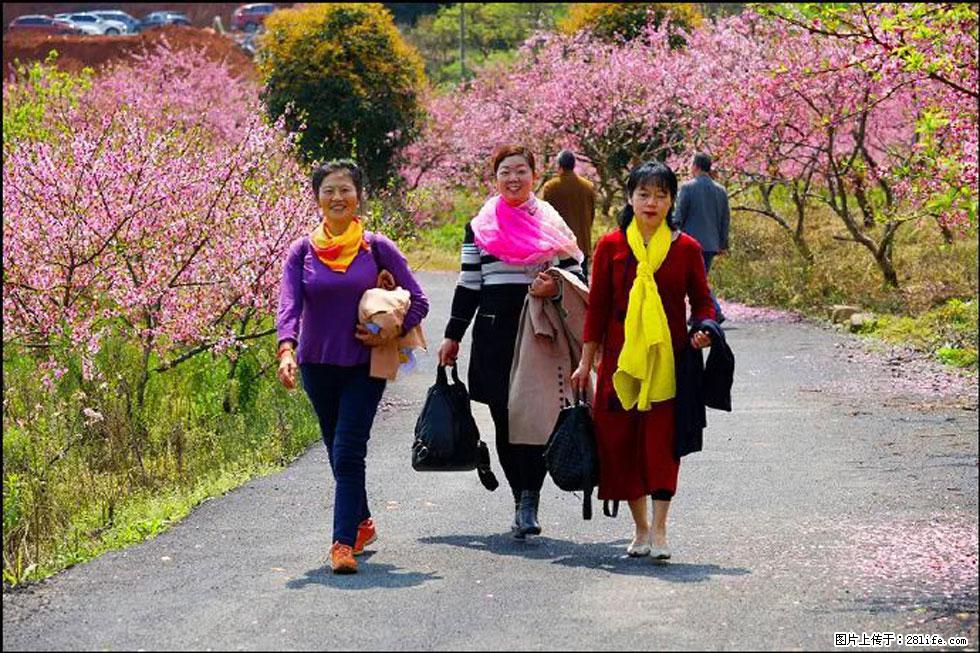【春天，广西桂林灌阳县向您发出邀请！】官庄村有个醉美的桃花园 - 游山玩水 - 长春生活社区 - 长春28生活网 cc.28life.net