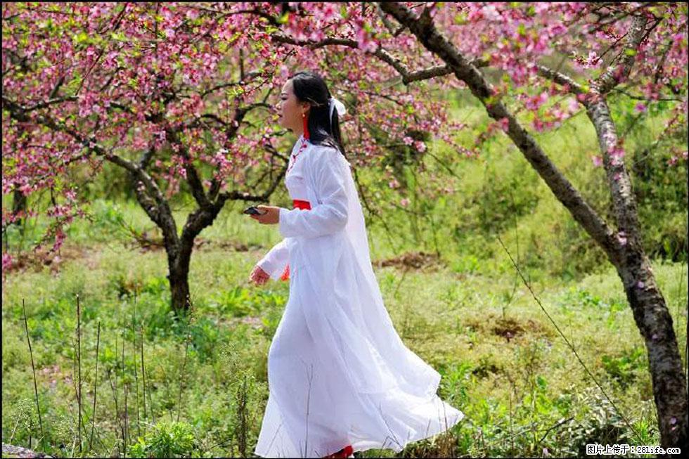 【春天，广西桂林灌阳县向您发出邀请！】官庄村有个醉美的桃花园 - 游山玩水 - 长春生活社区 - 长春28生活网 cc.28life.net