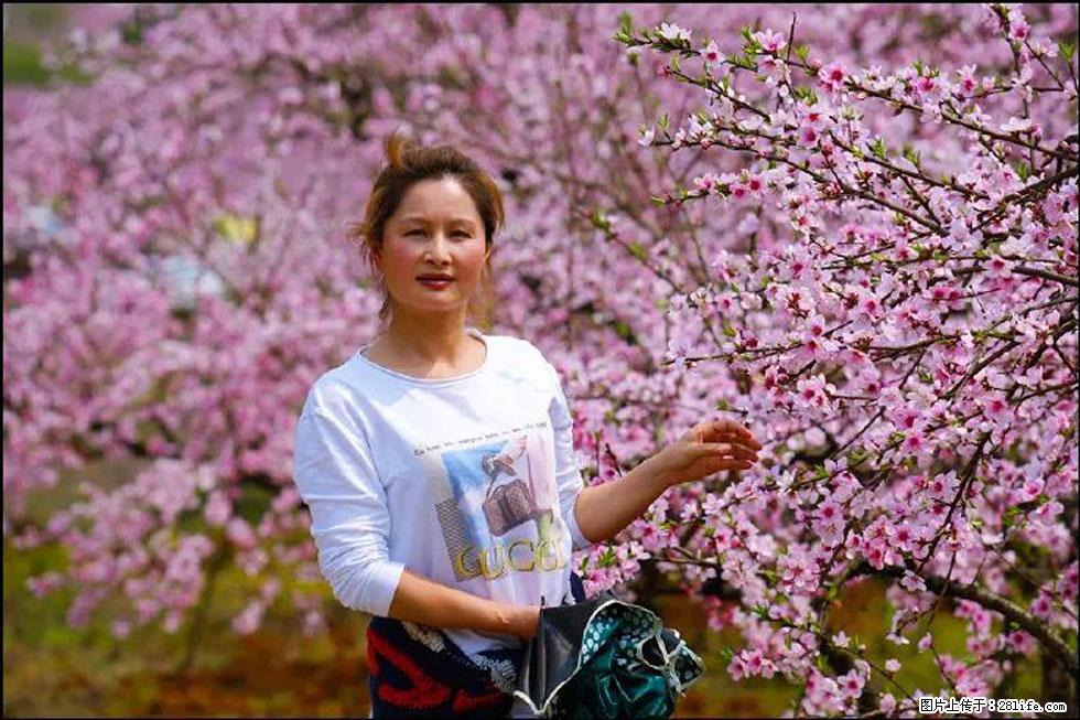 【春天，广西桂林灌阳县向您发出邀请！】官庄村有个醉美的桃花园 - 游山玩水 - 长春生活社区 - 长春28生活网 cc.28life.net
