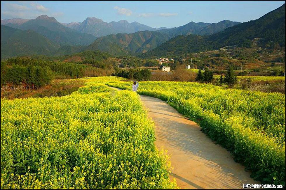 【春天，广西桂林灌阳县向您发出邀请！】长坪村油菜盛情花开 - 游山玩水 - 长春生活社区 - 长春28生活网 cc.28life.net