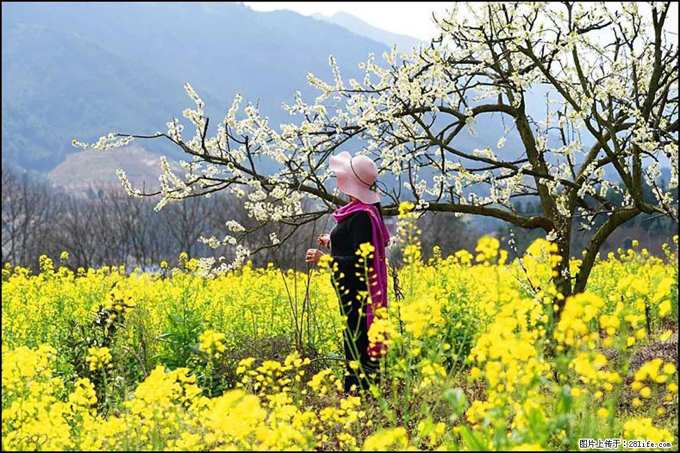 【春天，广西桂林灌阳县向您发出邀请！】长坪村油菜盛情花开 - 游山玩水 - 长春生活社区 - 长春28生活网 cc.28life.net