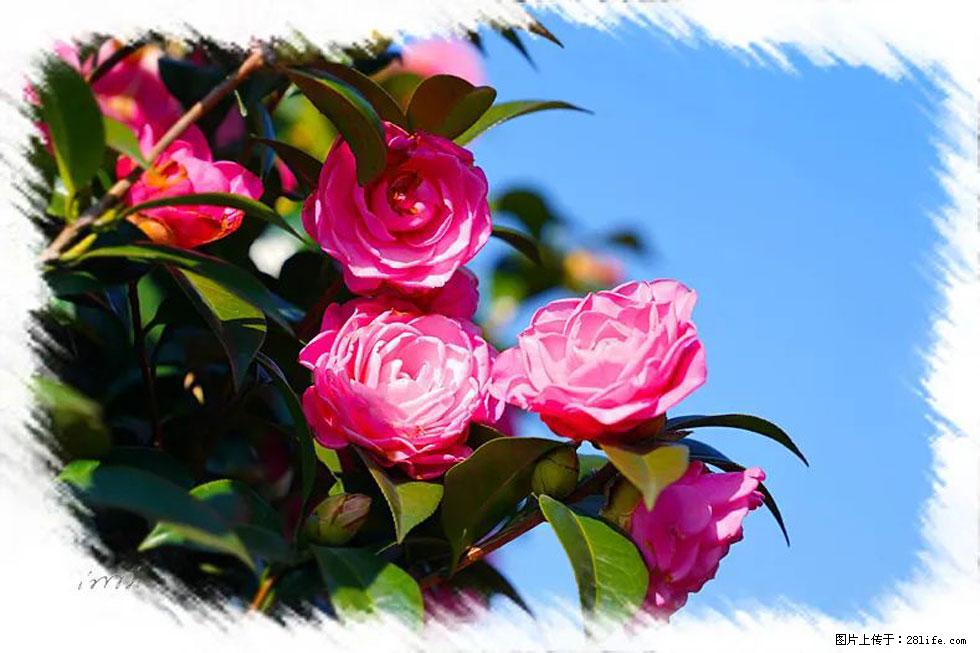 【春天，广西桂林灌阳县向您发出邀请！】杨柳井茶花惹人爱 - 游山玩水 - 长春生活社区 - 长春28生活网 cc.28life.net