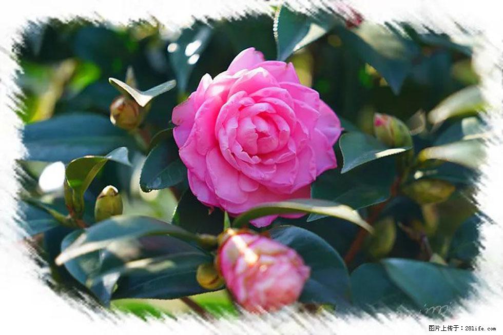 【春天，广西桂林灌阳县向您发出邀请！】杨柳井茶花惹人爱 - 游山玩水 - 长春生活社区 - 长春28生活网 cc.28life.net