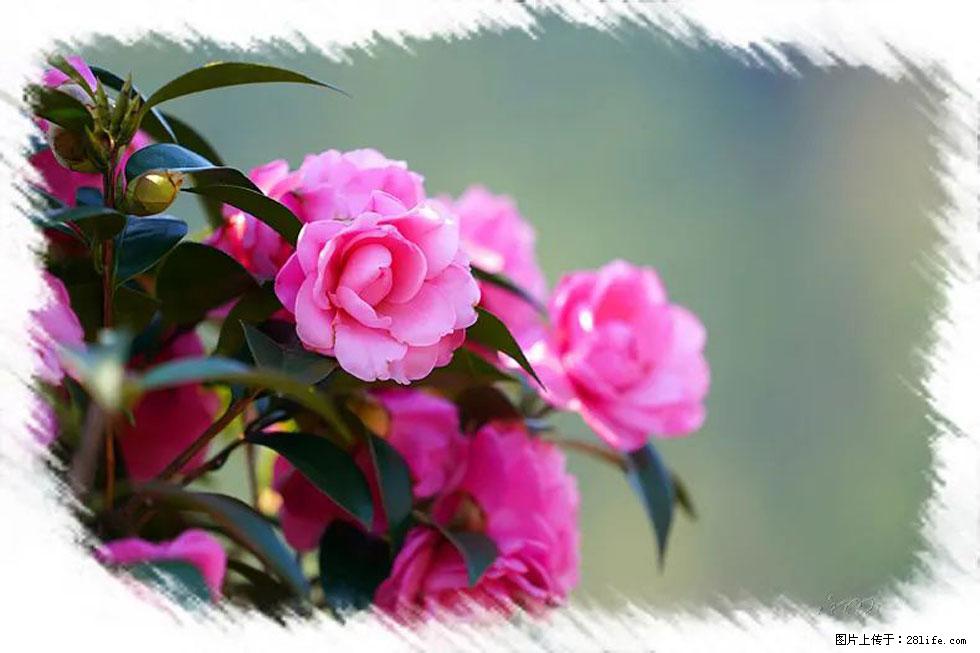 【春天，广西桂林灌阳县向您发出邀请！】杨柳井茶花惹人爱 - 游山玩水 - 长春生活社区 - 长春28生活网 cc.28life.net