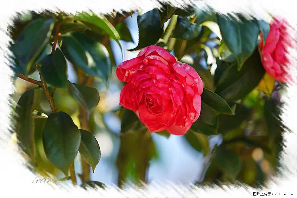 【春天，广西桂林灌阳县向您发出邀请！】杨柳井茶花惹人爱 - 游山玩水 - 长春生活社区 - 长春28生活网 cc.28life.net