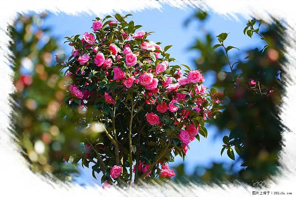 【春天，广西桂林灌阳县向您发出邀请！】杨柳井茶花惹人爱 - 游山玩水 - 长春生活社区 - 长春28生活网 cc.28life.net