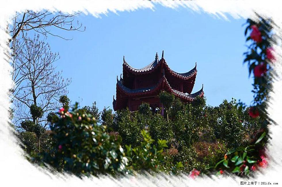 【春天，广西桂林灌阳县向您发出邀请！】杨柳井茶花惹人爱 - 游山玩水 - 长春生活社区 - 长春28生活网 cc.28life.net