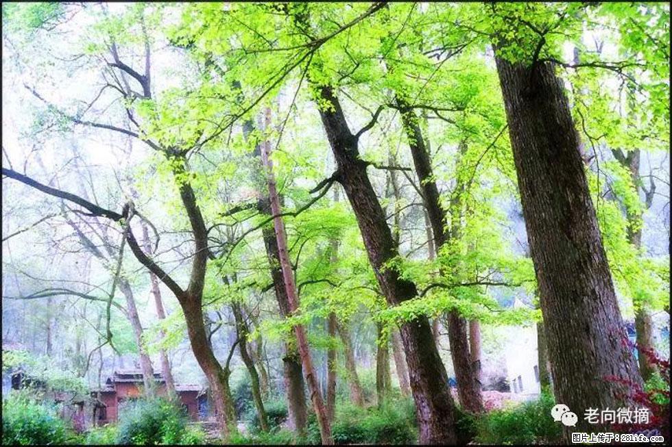 【春天，广西桂林灌阳县向您发出邀请！】在小龙村与春天约会 - 游山玩水 - 长春生活社区 - 长春28生活网 cc.28life.net