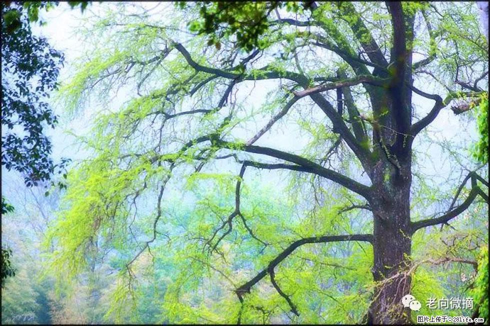 【春天，广西桂林灌阳县向您发出邀请！】在小龙村与春天约会 - 游山玩水 - 长春生活社区 - 长春28生活网 cc.28life.net