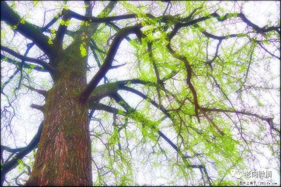 【春天，广西桂林灌阳县向您发出邀请！】在小龙村与春天约会 - 游山玩水 - 长春生活社区 - 长春28生活网 cc.28life.net