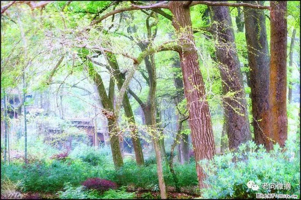【春天，广西桂林灌阳县向您发出邀请！】在小龙村与春天约会 - 游山玩水 - 长春生活社区 - 长春28生活网 cc.28life.net