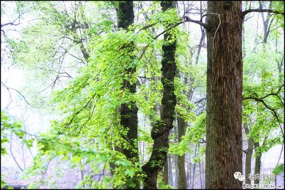 【春天，广西桂林灌阳县向您发出邀请！】在小龙村与春天约会 - 游山玩水 - 长春生活社区 - 长春28生活网 cc.28life.net