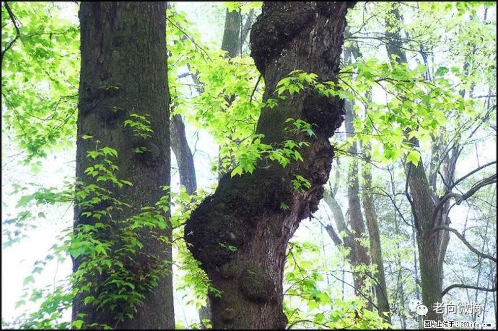 【春天，广西桂林灌阳县向您发出邀请！】在小龙村与春天约会 - 游山玩水 - 长春生活社区 - 长春28生活网 cc.28life.net