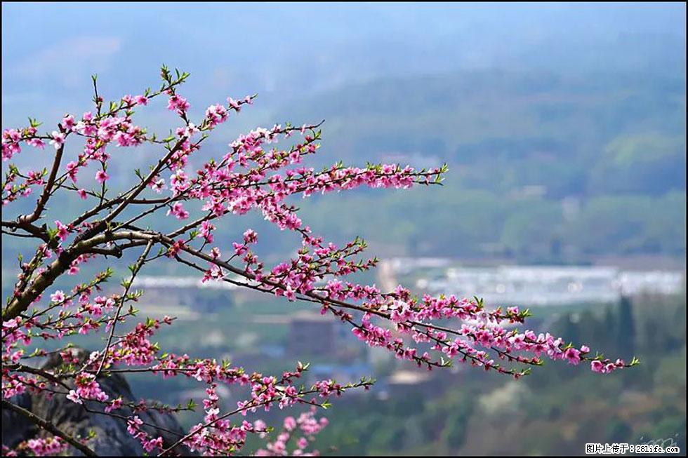【春天，广西桂林灌阳县向您发出邀请！】望月岭上桃花开 - 游山玩水 - 长春生活社区 - 长春28生活网 cc.28life.net