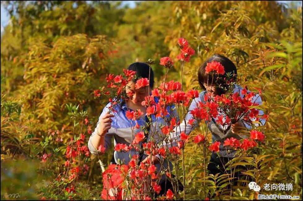 【春天，广西桂林灌阳县向您发出邀请！】登麒麟山，相约映山红 - 游山玩水 - 长春生活社区 - 长春28生活网 cc.28life.net