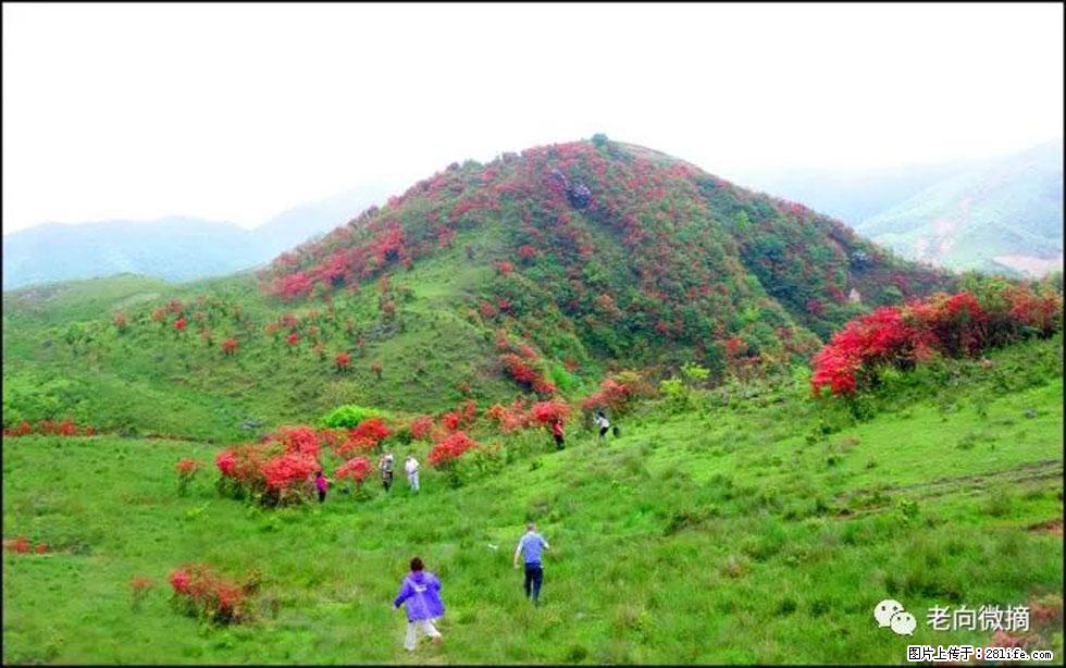 【春天，广西桂林灌阳县向您发出邀请！】宝盖山上映山红 - 游山玩水 - 长春生活社区 - 长春28生活网 cc.28life.net