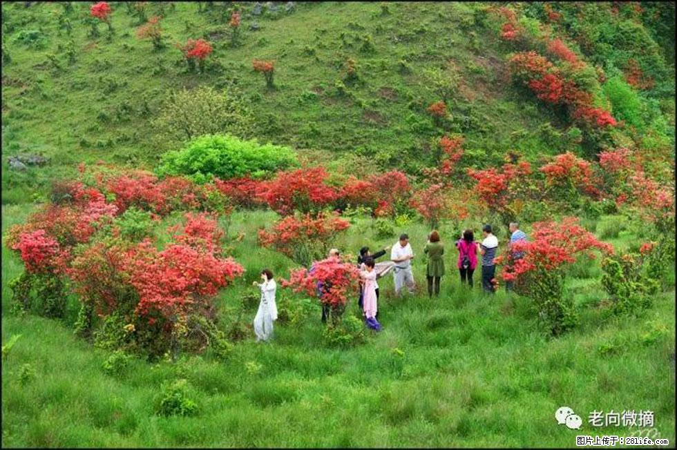 【春天，广西桂林灌阳县向您发出邀请！】宝盖山上映山红 - 游山玩水 - 长春生活社区 - 长春28生活网 cc.28life.net