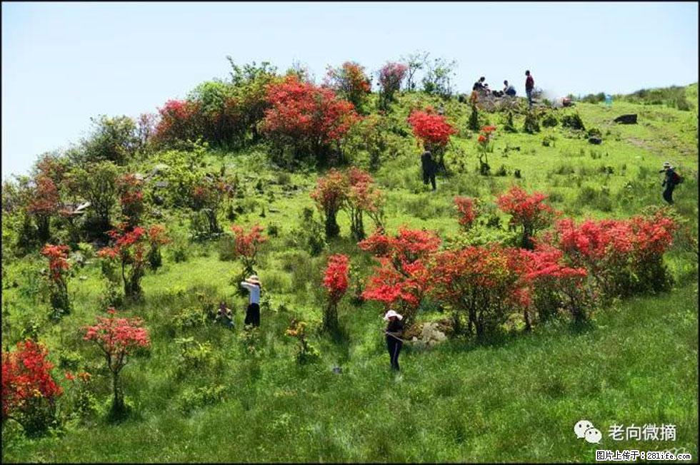 【春天，广西桂林灌阳县向您发出邀请！】宝盖山上映山红 - 游山玩水 - 长春生活社区 - 长春28生活网 cc.28life.net