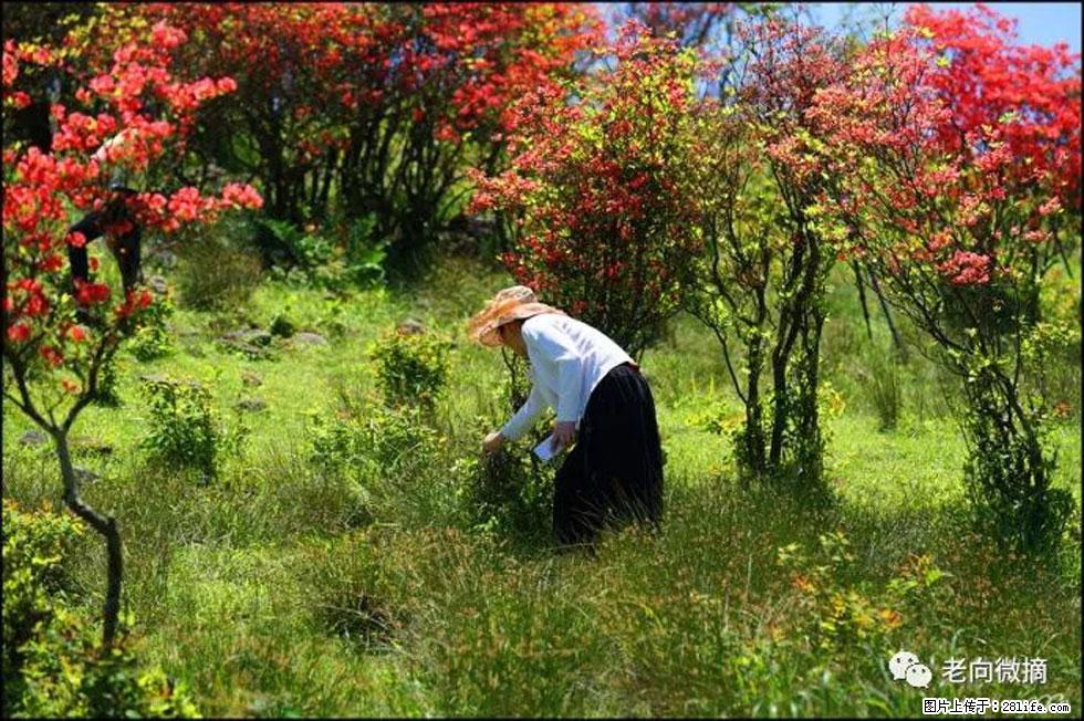 【春天，广西桂林灌阳县向您发出邀请！】宝盖山上映山红 - 游山玩水 - 长春生活社区 - 长春28生活网 cc.28life.net