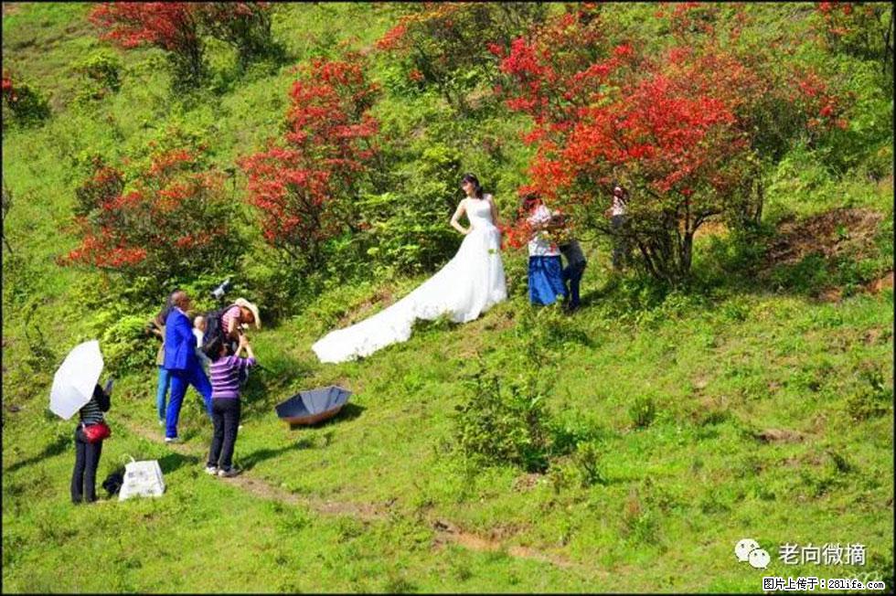 【春天，广西桂林灌阳县向您发出邀请！】宝盖山上映山红 - 游山玩水 - 长春生活社区 - 长春28生活网 cc.28life.net