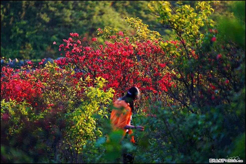 【春天，广西桂林灌阳县向您发出邀请！】春木界上映山红 - 游山玩水 - 长春生活社区 - 长春28生活网 cc.28life.net