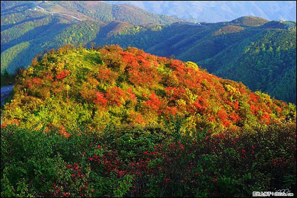【春天，广西桂林灌阳县向您发出邀请！】春木界上映山红 - 游山玩水 - 长春生活社区 - 长春28生活网 cc.28life.net