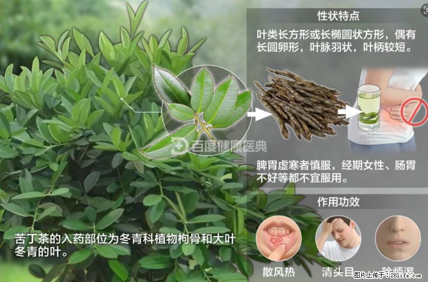 苦丁茶有哪些功效和作用 - 生活百科 - 长春生活社区 - 长春28生活网 cc.28life.net