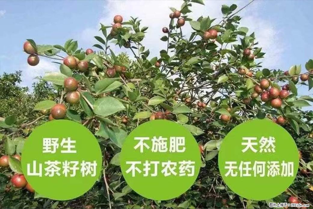【灌阳县油茶产业示范区】一个有着充实的精神生活的人，对待身外之物自会有一种淡泊的态度 - 美食天地 - 长春生活社区 - 长春28生活网 cc.28life.net