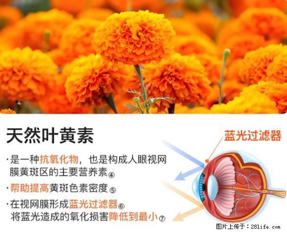 叶黄素有什么功效和作用 - 生活百科 - 长春生活社区 - 长春28生活网 cc.28life.net