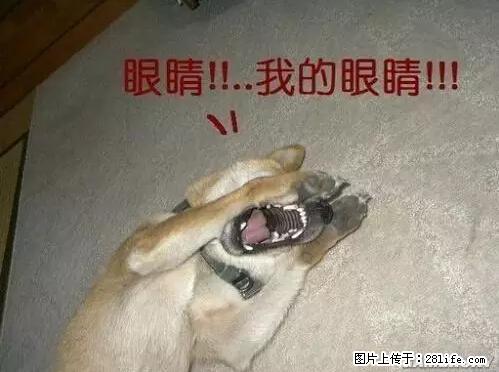 笑癫了！一女的怀孕三年未生，他终于忍不住了... - 娱乐八卦 - 长春生活社区 - 长春28生活网 cc.28life.net