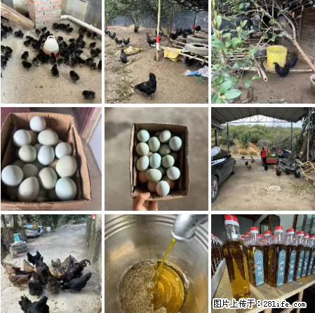 油茶园从小鸡仔开始养起的纯土鸡、土鸡蛋可以预定啦！还有前几天刚榨的纯山茶油哦 - 土特产 - 饮食特产 - 长春分类信息 - 长春28生活网 cc.28life.net