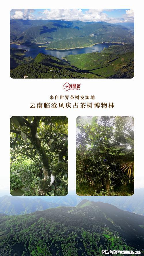 时间果百年古树2025年春红茶 - 购物交流 - 长春生活社区 - 长春28生活网 cc.28life.net