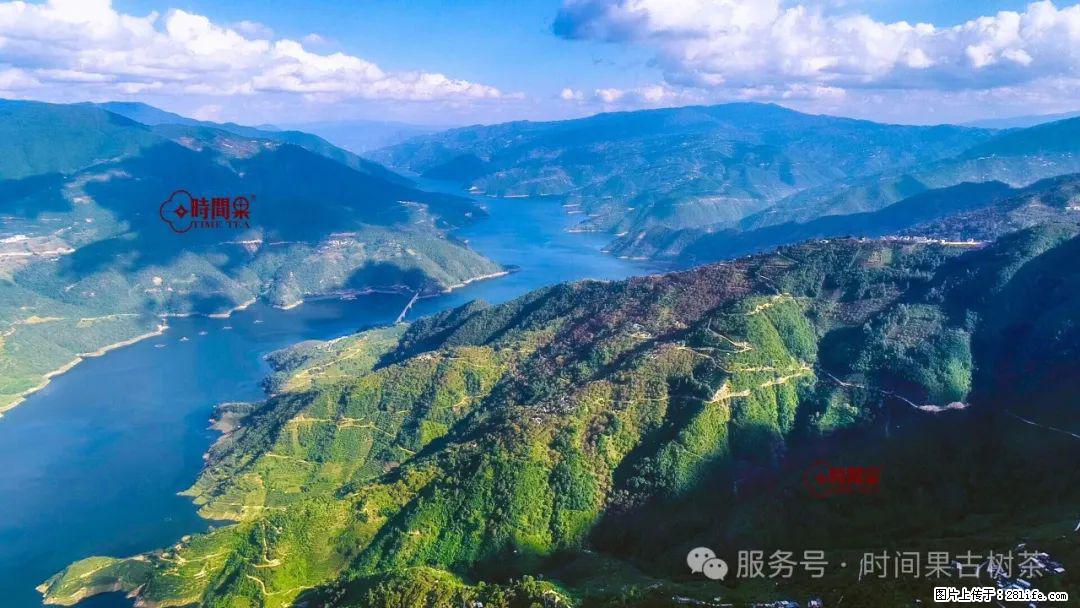 时间果百年古树龙珠普洱生茶 - 购物交流 - 长春生活社区 - 长春28生活网 cc.28life.net