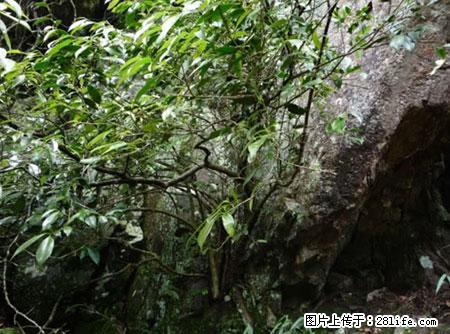 平乐石崖茶,珍贵仅次于金花茶 - 长春生活资讯 - 长春28生活网 cc.28life.net