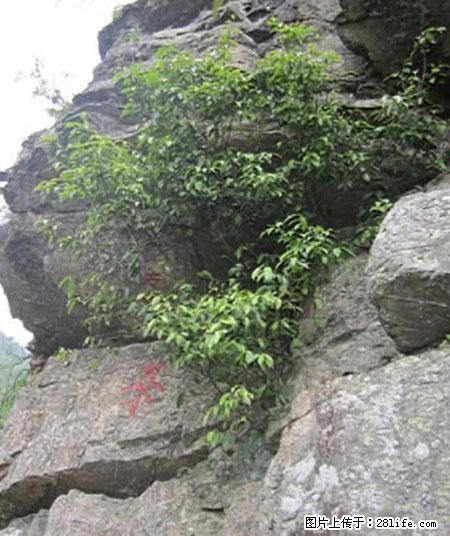 平乐石崖茶,珍贵仅次于金花茶 - 长春生活资讯 - 长春28生活网 cc.28life.net