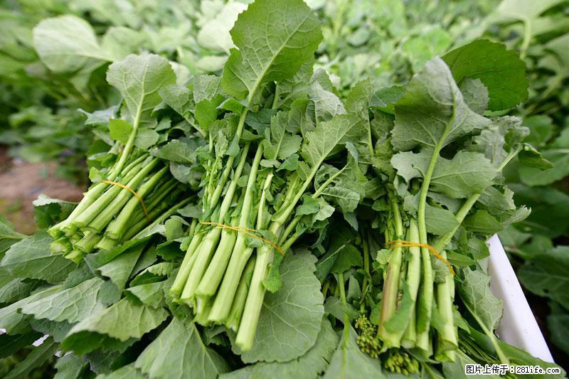 这些蔬菜是“天然钙片”，这6种被医生重点推荐 - 长春生活资讯 - 长春28生活网 cc.28life.net
